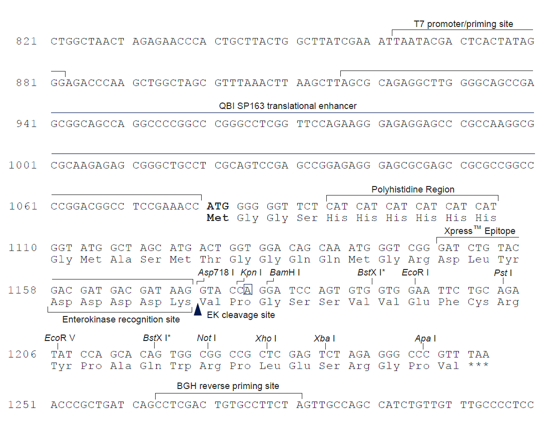 pcDNA4-HisMax C 多克隆位点 点击看大图 pcDNA4-HisMax C 多克隆位点